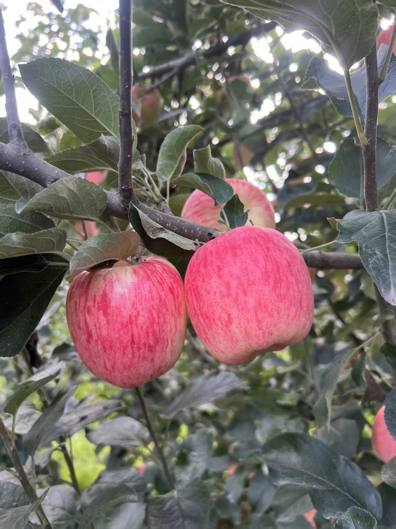 枝头两颗奶油苹果，阳光里透亮